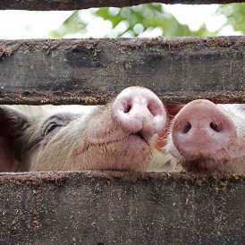 Chickens in The Pig Pen Image